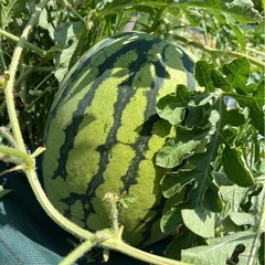 ⑤🍉訳ありスイカ🍉　約6.5キロの画像