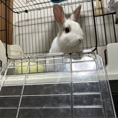 実家の家族が重度の動物アレルギーのためうさぎの里親急募