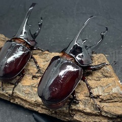 ケンタウルスオオカブト　ペアの画像