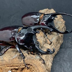 ケンタウルスオオカブト　ペアの画像