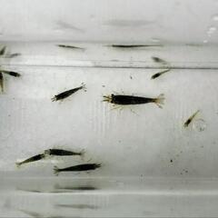 【商談中】ミナミヌマエビ　大中小混合15匹の画像