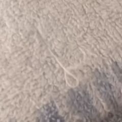 タオルシーツ、タオルケット　まとめての画像