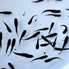 ●オロチメダカ7月生まれ20匹＋‪α①●の画像