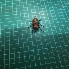 ⑤ニジイロクワガタピカールオス単の画像