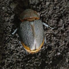 お取り引き予定のため中断　大盤振舞計22頭セット　ヘラクレスオオカブト初令〜3令初期幼虫の画像