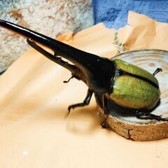 お取り引き予定のため中断　大盤振舞計22頭セット　ヘラクレスオオカブト初令〜3令初期幼虫の画像