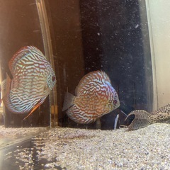 (引取限定)ワイルドディスカス & ワイルドF1 12-3cm程度 7匹 引取限定)ワイルドディスカス & ワイルドF1 12-3cm程度 7匹