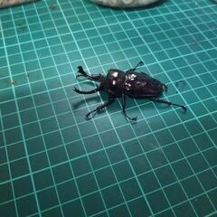 ④ニジイロクワガタピカールの画像