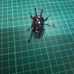 ④ニジイロクワガタピカールの画像