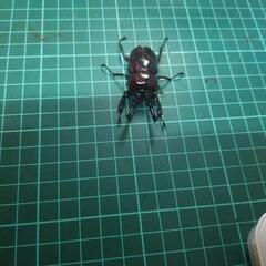 ④ニジイロクワガタピカールの画像