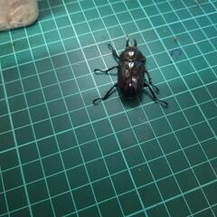 ②ニジイロクワガタピカールの画像