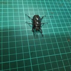 ②ニジイロクワガタピカールの画像