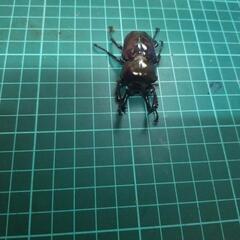 ②ニジイロクワガタピカールの画像