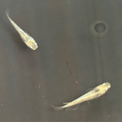 メダカ🐟すずらんヒレ長（若魚サイズ）の画像