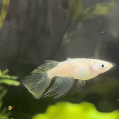 メダカ🐟すずらんヒレ長（若魚サイズ）の画像