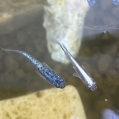 メダカ🐟背びれなしサファイアの画像