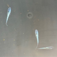 メダカ🐟背びれなしサファイアの画像