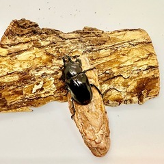 ⑰ニジイロクワガタ♀単　アンバーの画像