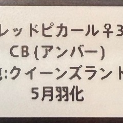 ⑰ニジイロクワガタ♀単　アンバーの画像