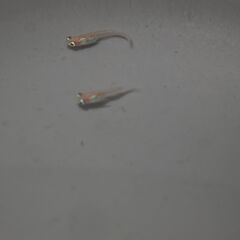 メダカ　ポニョ稚魚（１㎝前後）6匹　オススメ不明の画像