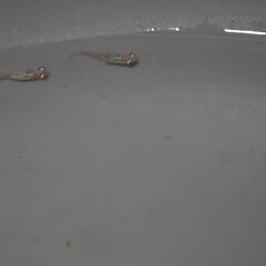 メダカ　ポニョ稚魚（１㎝前後）6匹　オススメ不明の画像