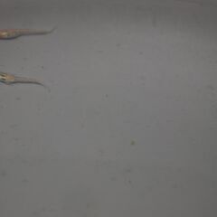 メダカ　ポニョ稚魚（１㎝前後）6匹　オススメ不明の画像