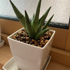 ①サンスベリア　希少種　シルバークラウン　観葉植物　の画像