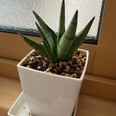 ①サンスベリア　希少種　シルバークラウン　観葉植物　の画像