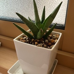 ①サンスベリア　希少種　シルバークラウン　観葉植物　の画像