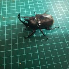 国産カブトムシホワイトアイの画像