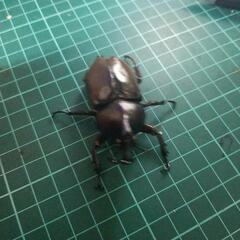 国産カブトムシホワイトアイの画像