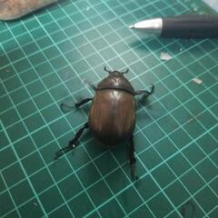 国産カブトムシホワイトアイの画像
