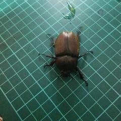 国産カブトムシホワイトアイの画像