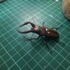 トカラノコギリクワガタペアーの画像