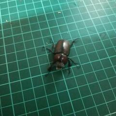 トカラノコギリクワガタペアーの画像