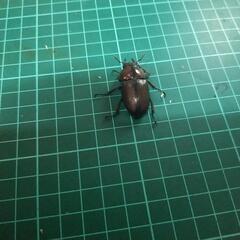 トカラノコギリクワガタペアーの画像