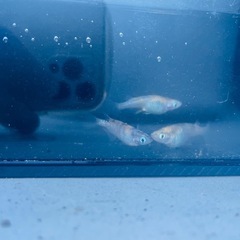 三色ラメメダカの画像