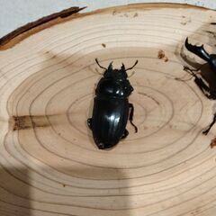 アマミヒラタCBF1ペアの画像