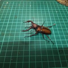 トカラノコギリクワガタオス単の画像