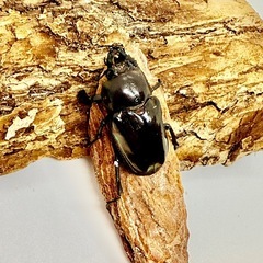 ⑰ニジイロクワガタ♀単　アンバーの画像