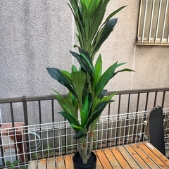 フェイクグリーンの画像