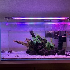 熱帯魚（グッピー）水槽一式の画像