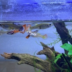 熱帯魚（グッピー）水槽一式の画像