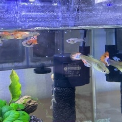 熱帯魚（グッピー）水槽一式の画像