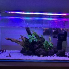 熱帯魚（グッピー）水槽一式の画像