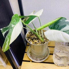 斑入りモンステラの画像