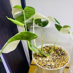斑入りモンステラの画像