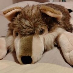 等身大 狼ぬいぐるみ（8/31までの募集）の画像