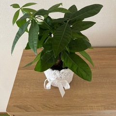 観葉植物パキラ🪴の画像