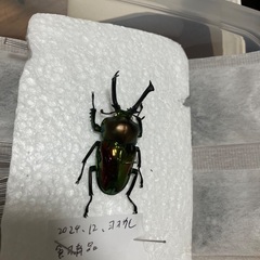 ニジイロクワガタの標本あげます！の画像